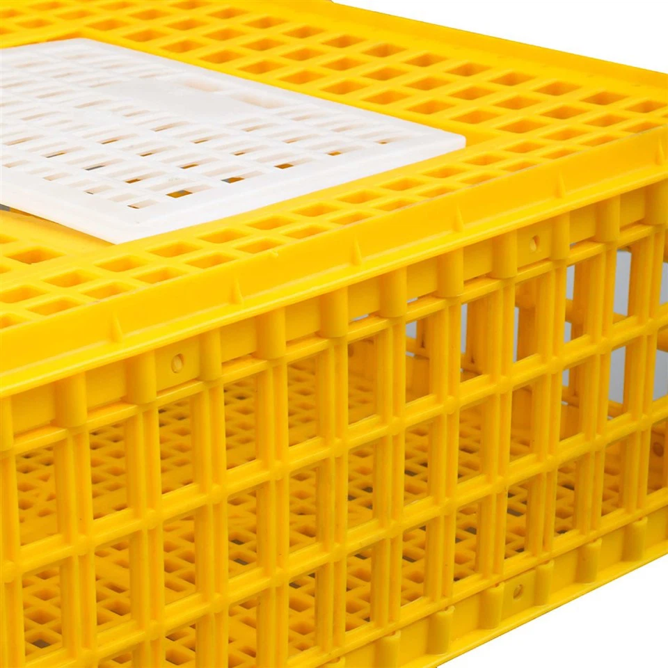 Plastic Chicken Shipping Box