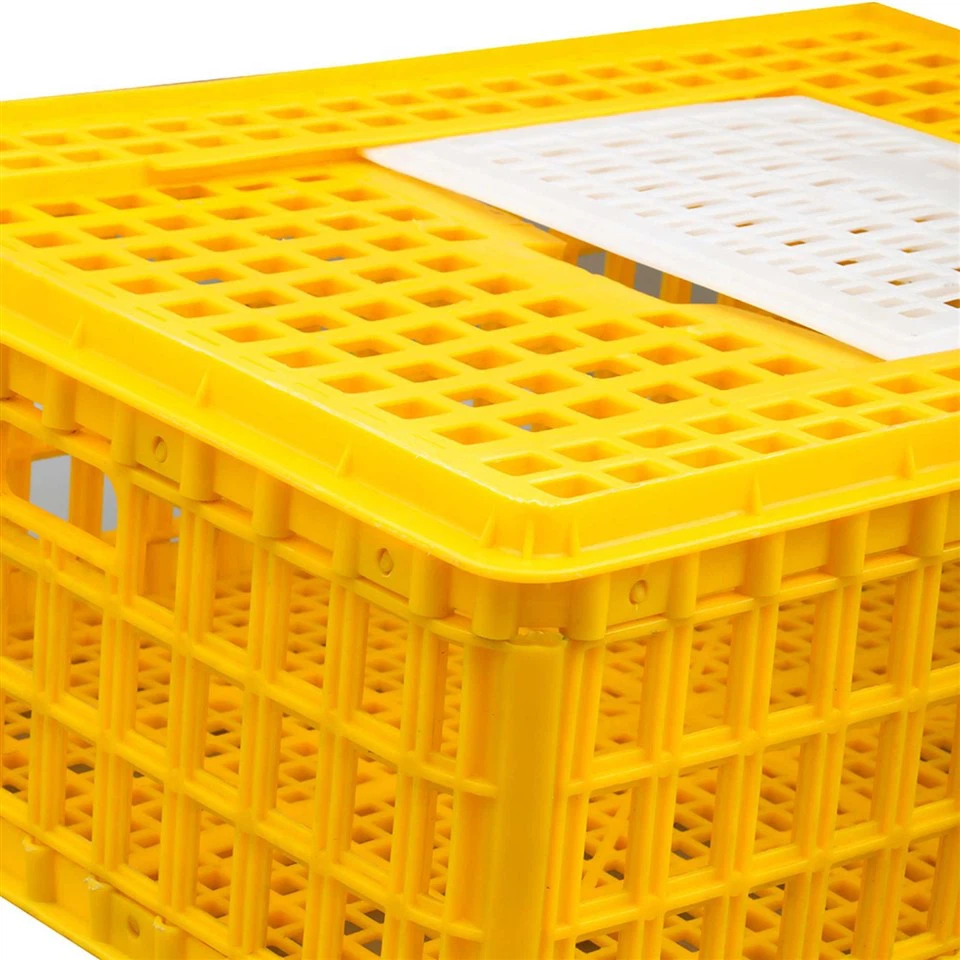 Plastic Chicken Shipping Box